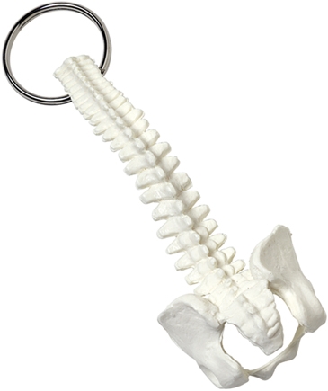 Spine and Pelvis Bone Keyring