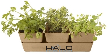 Bamboo Trio Blossom Kit