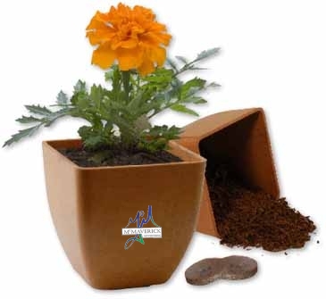 Bamboo Blossom Kit