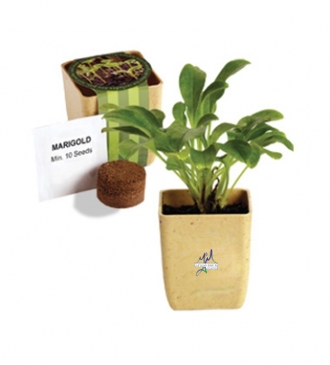 Flower Pot Set with Marigold Seeds