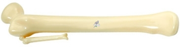 Bone Pen