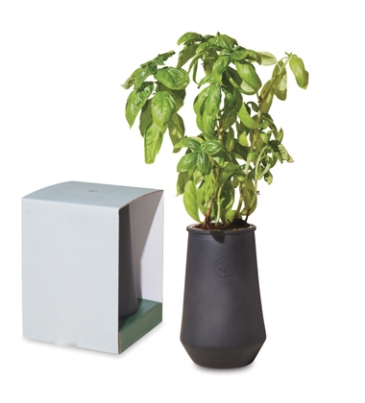 Modern Sprout Tapered Tumbler Grow Kit